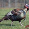 DuraMesh Archery Target Turkey 25 in. x 32 in.