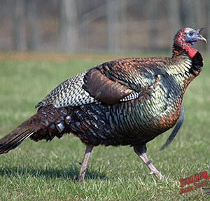 DuraMesh Archery Target Turkey 25 in. x 32 in.