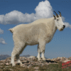 DuraMesh Archery Target Mountain Goat 25 in. x 32 in.