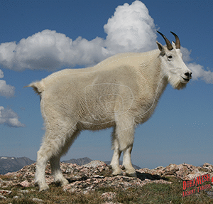 DuraMesh Archery Target Mountain Goat 25 in. x 32 in.