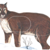 Maple Leaf NFAA Animal Faces Group 2 Cougar