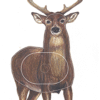 Maple Leaf NFAA Animal Faces Group 2 Deer