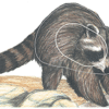 Maple Leaf NFAA Animal Faces Group 3 Raccoon