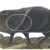 Maple Leaf NFAA Animal Faces Group 3 Javelina