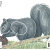 Maple Leaf NFAA Animal Faces Group 4 Squirrel