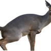 Montana Decoy Estrus Betty Doe Decoy