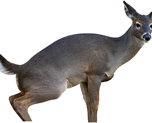 Montana Decoy Estrus Betty Doe Decoy