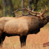 DuraMesh Archery Target Elk 1 25 in. x 32 in.