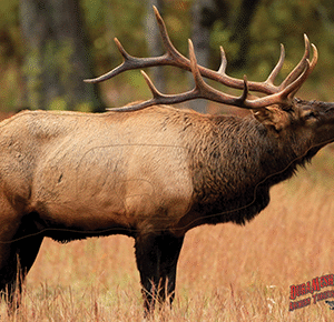 DuraMesh Archery Target Elk 1 25 in. x 32 in.