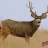 DuraMesh Archery Target Mule Deer 2 25 in. x 32 in.