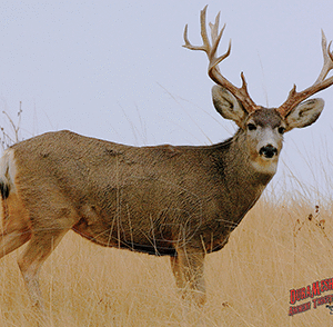 DuraMesh Archery Target Mule Deer 2 25 in. x 32 in.