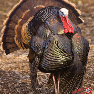 DuraMesh Archery Target Turkey 3 32 in. x 25 in.